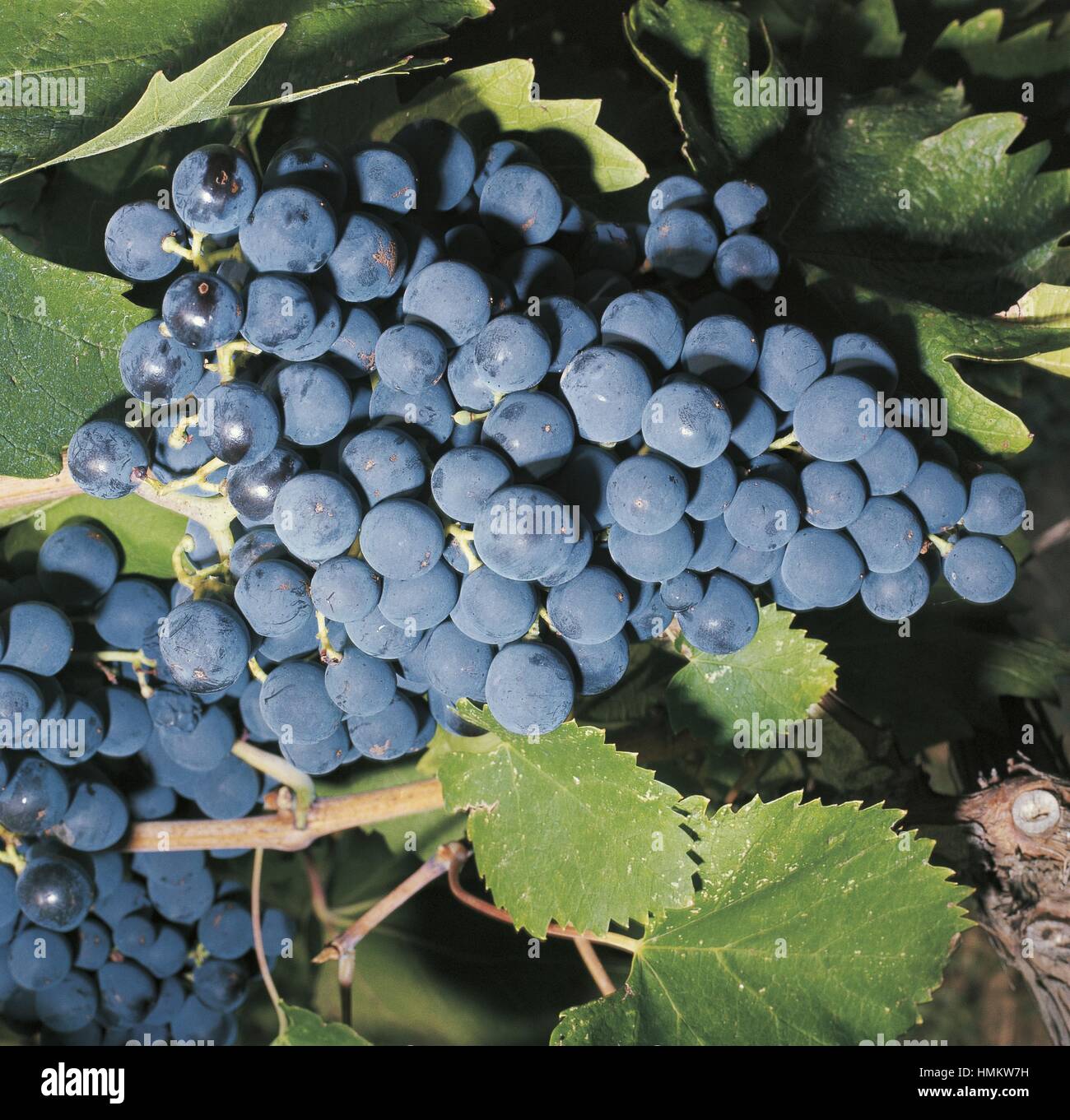 Botany - Vitaceae - Common Grape Vine (Vitis vinifera), Tor di Passeri Stock Photo
