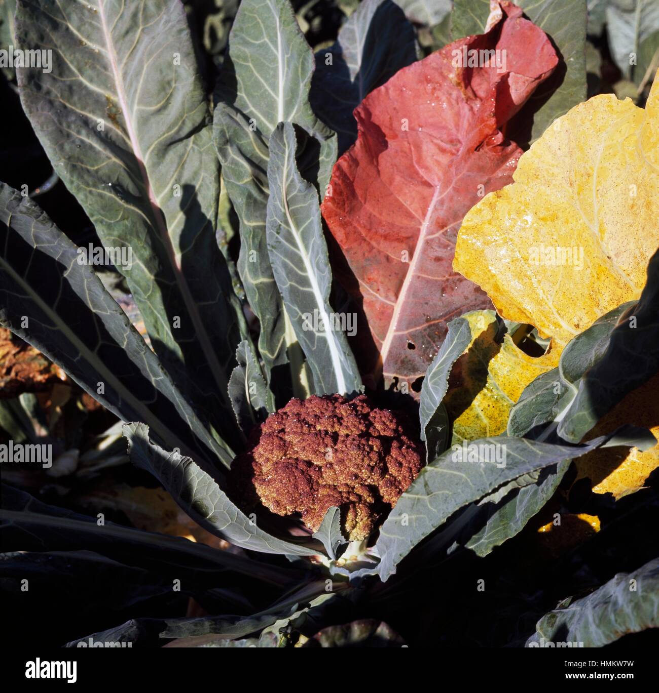Cabbage (Brassica sp), Brassicaceae. Stock Photo