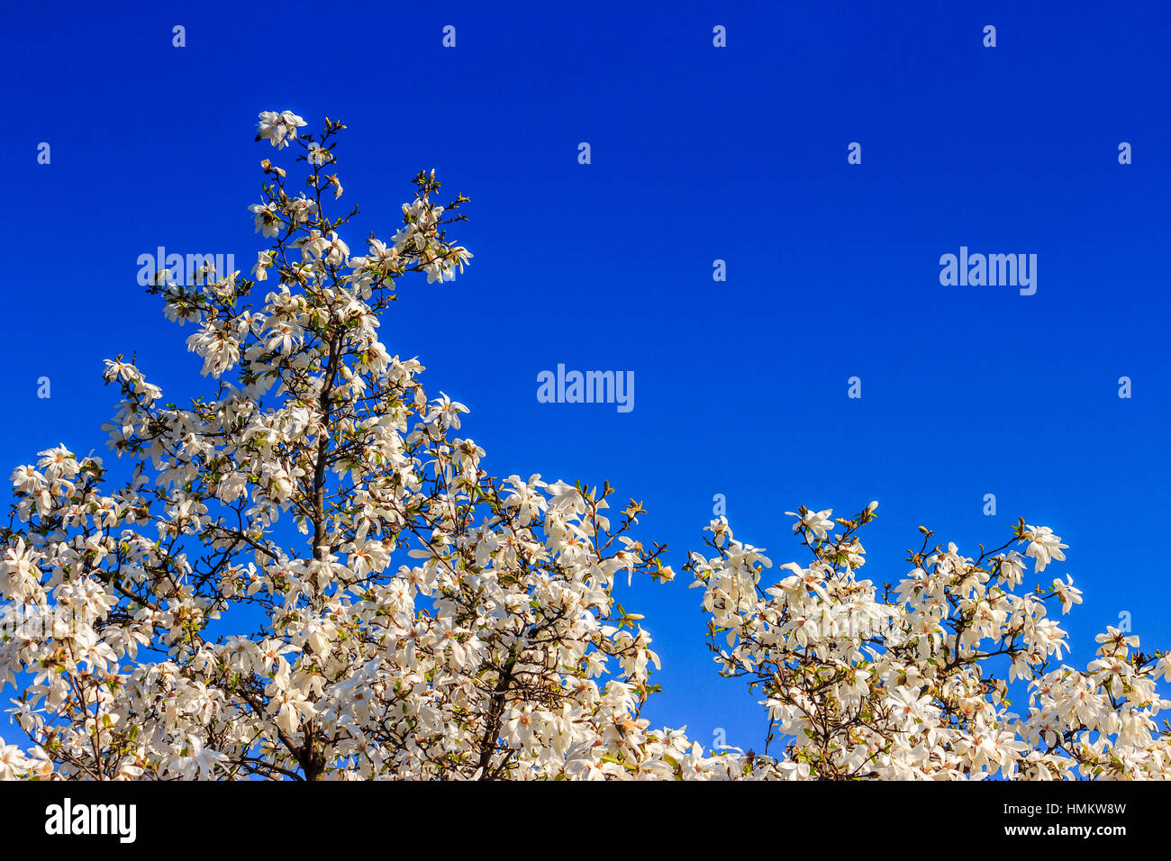 white magnolia flowers branch on a blue sky background Stock Photo - Alamy