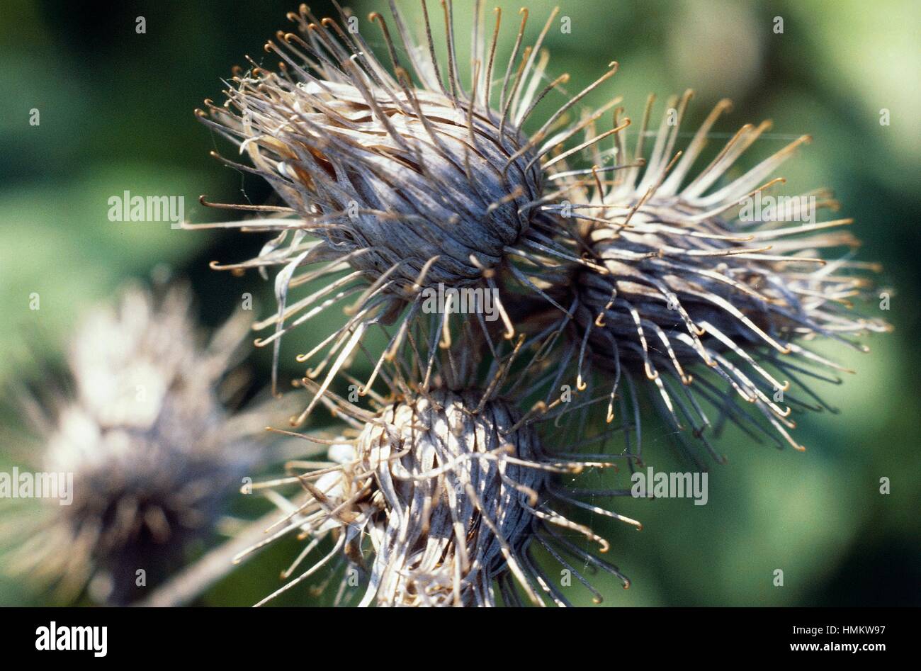 seed fruit cases of burdock plant whose hook tipped burrs inspired the  invention of Velcro Stock Photo - Alamy