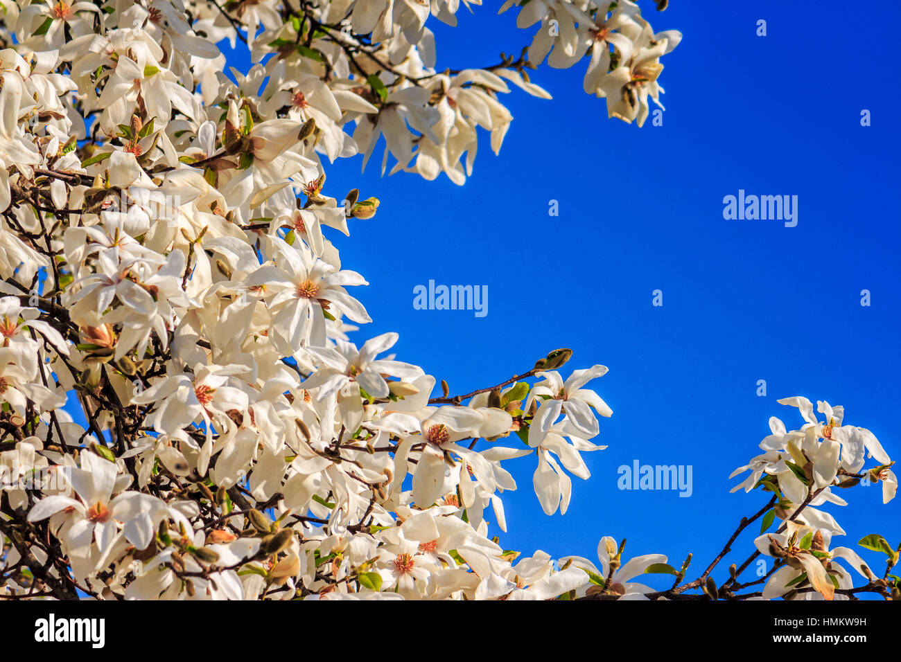 white magnolia flowers branch on a blue sky background Stock Photo - Alamy