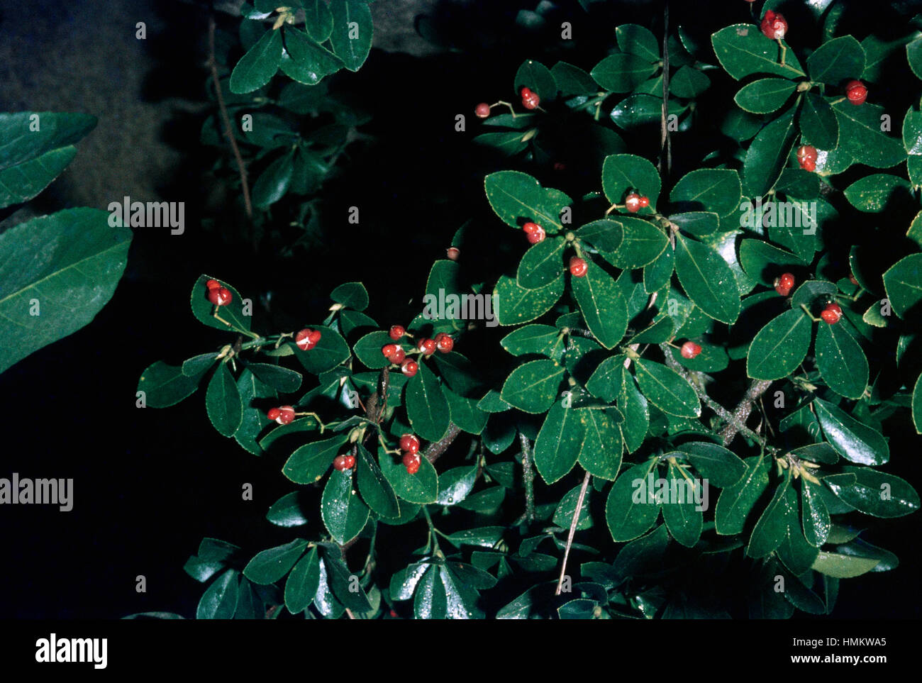 Japanese Spindle Tree Or Shrub High Resolution Stock Photography And Images Alamy