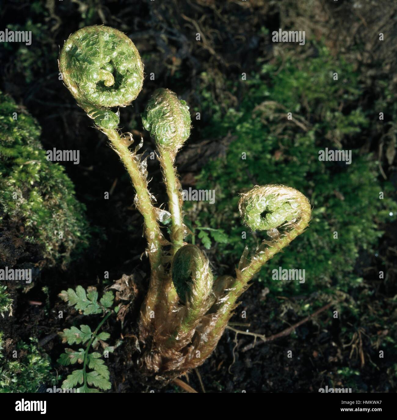 Birth of a Male Fern (Dryopteris filix-mas), Dryopteridaceae. Stock Photo