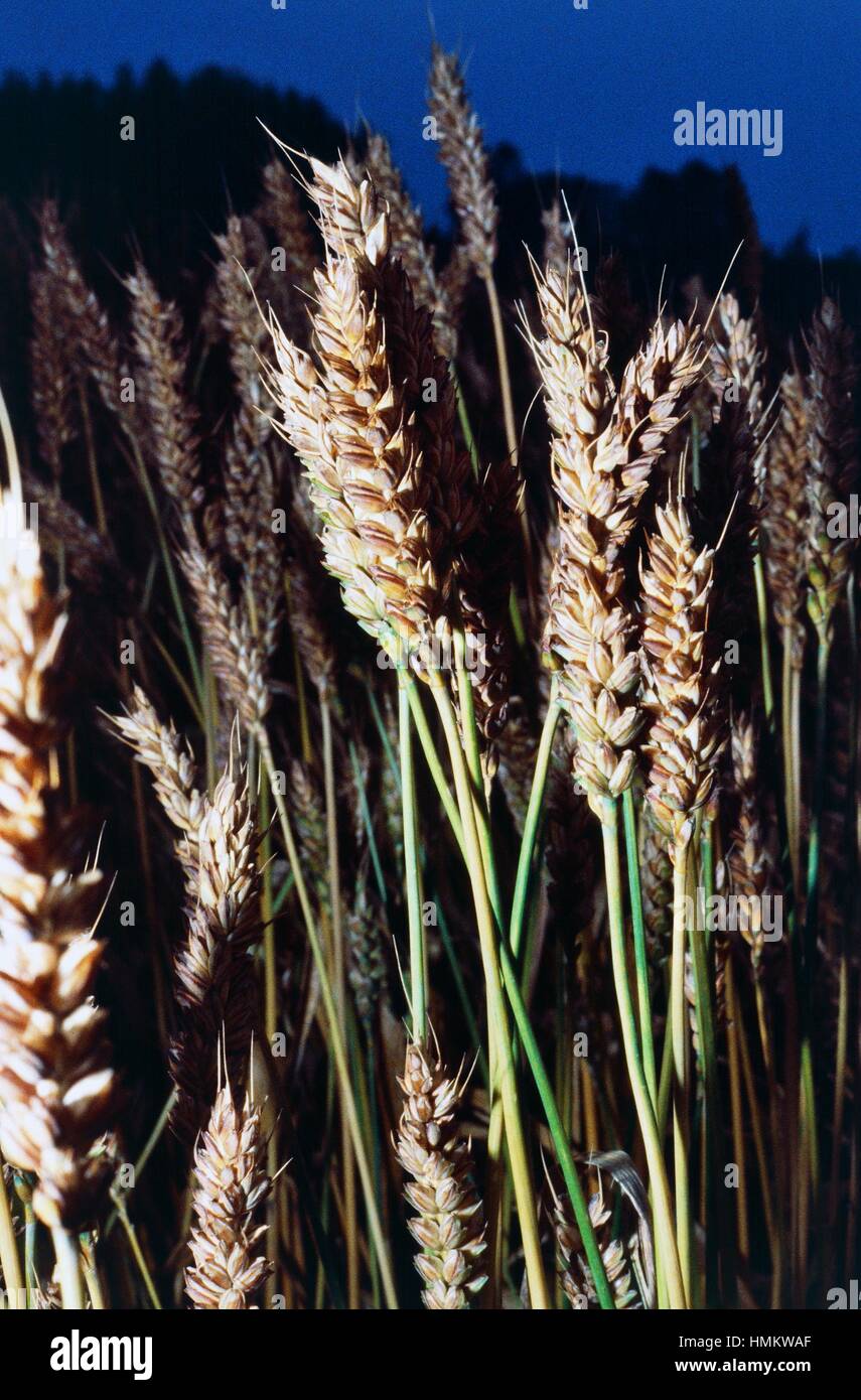 Ears of Common Wheat or Bread Wheat (Triticum aestivum or Triticum vulgare), Poaceae. Stock Photo