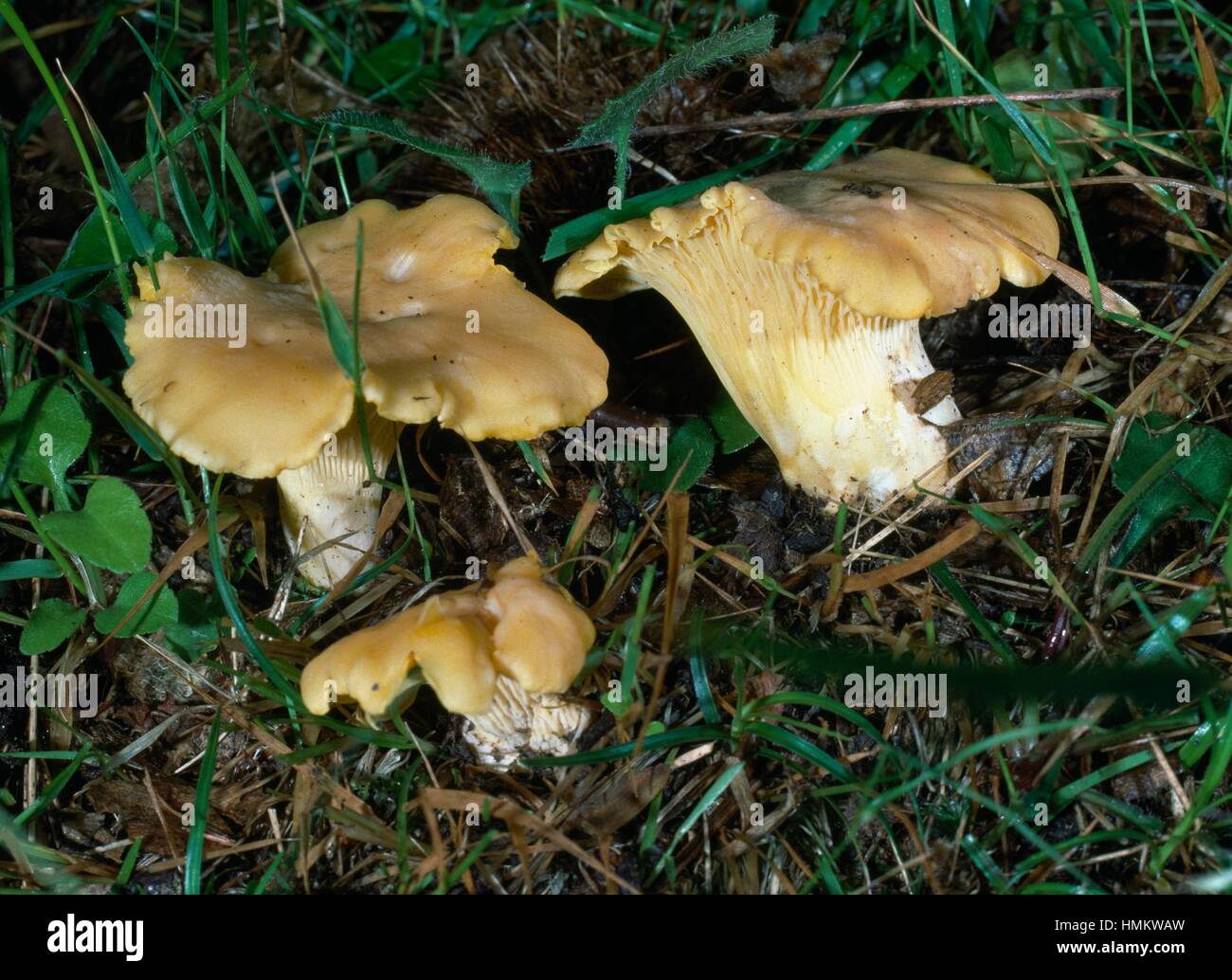 Chanterelle or Golden chanterelle (Cantharellus cibarius), Cantharellaceae. Stock Photo