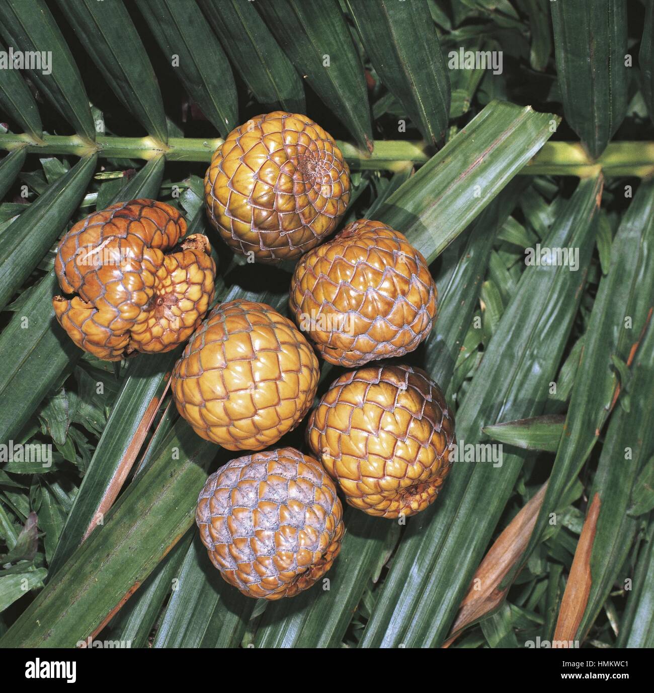 Botany - Arecaceae - Sago Palm (Metroxylon sagu). Stock Photo