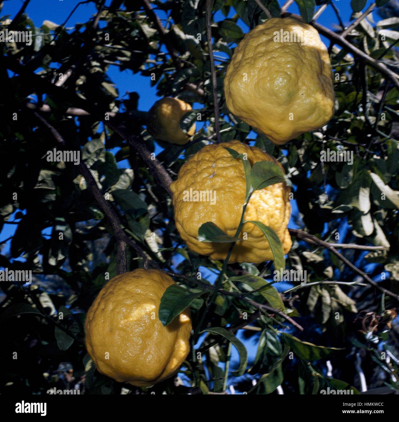 Citron (Citrus medica), Rutaceae. Stock Photo