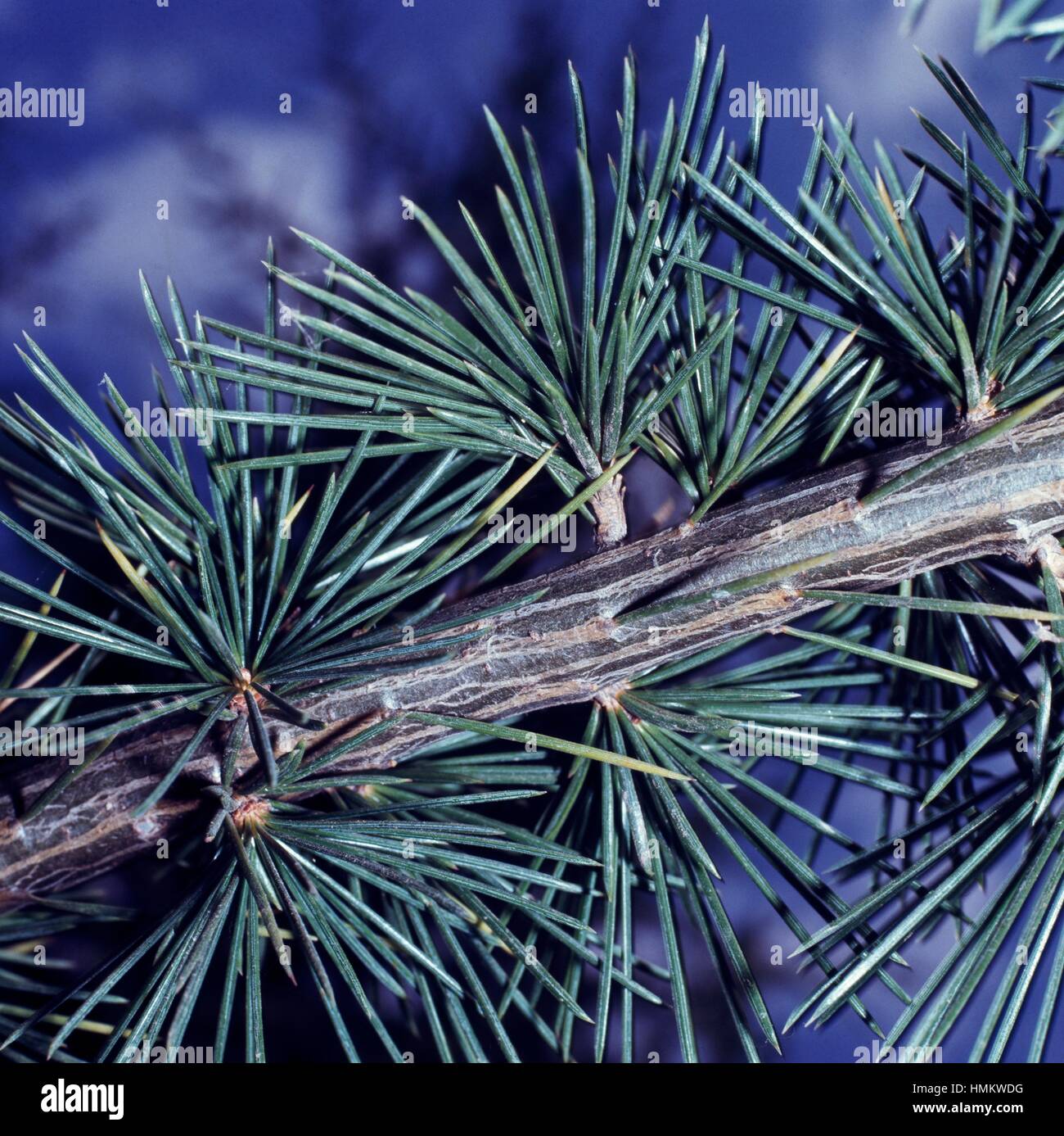 Larch branch (Larix sp), Pinaceae. Detail. Stock Photo