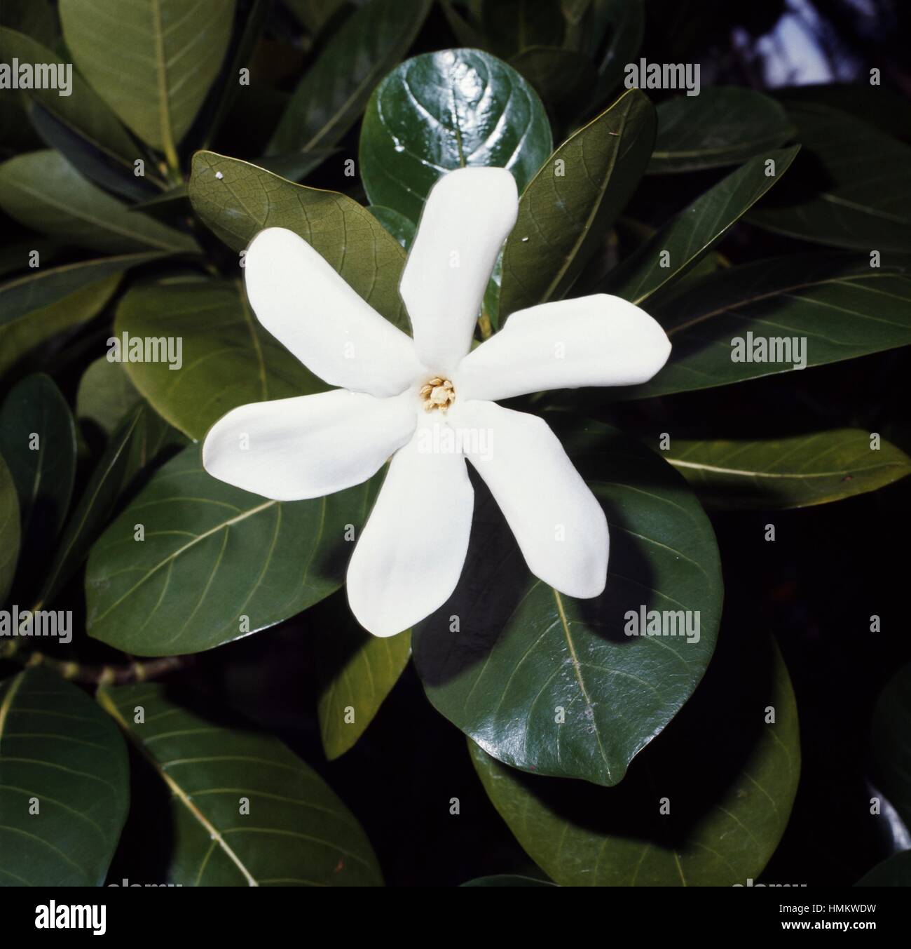 Lemonscented Jasmine (Jasminum azoricum), Oleaceae Stock Photo Alamy