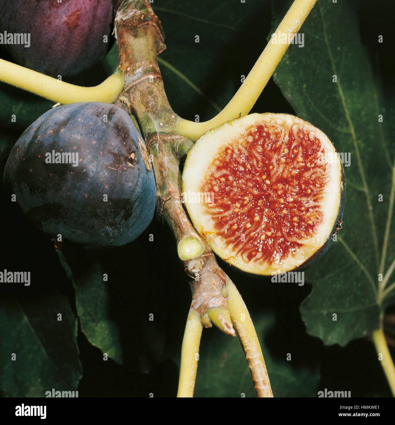 Common Fig syconium (Ficus carica), Moraceae. Stock Photo