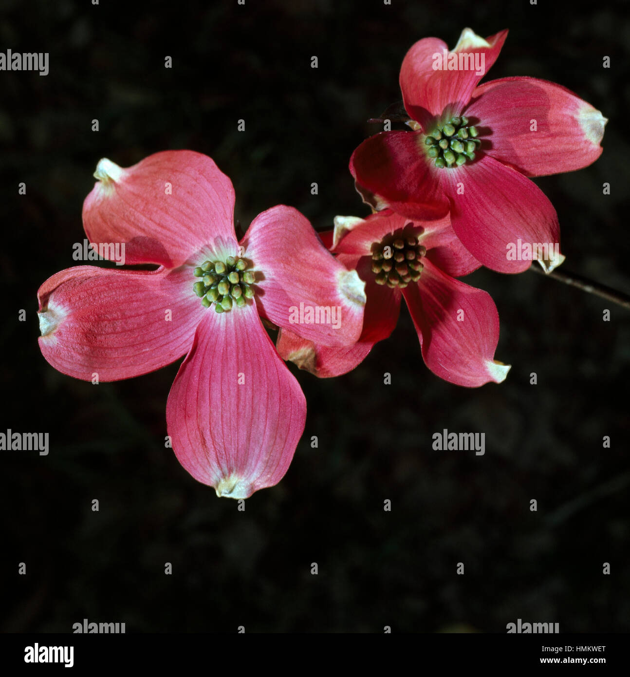 Flowering dogwood (Cornus florida rubra), Cornaceae. Stock Photo