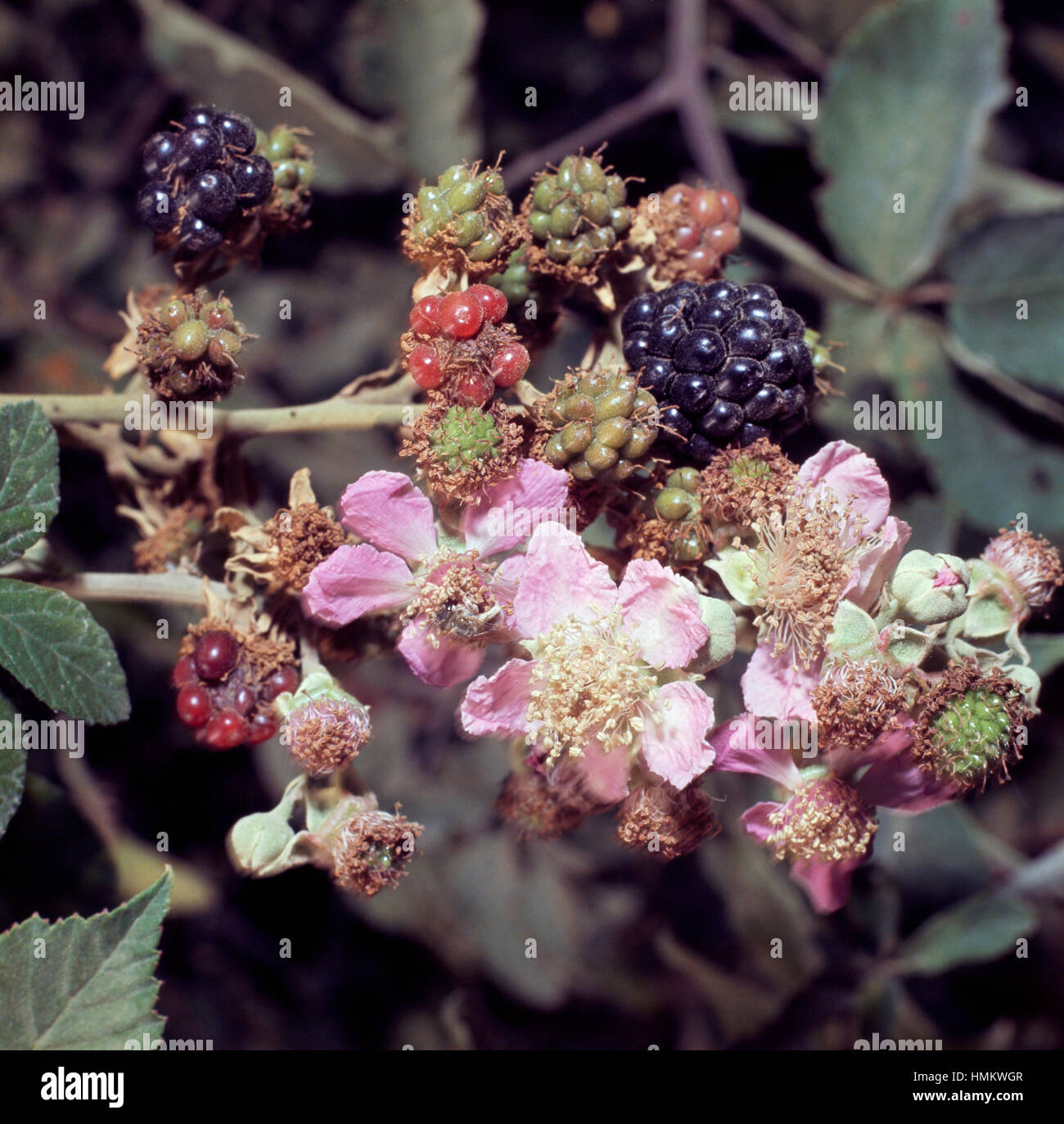 Blackberry flowers hires stock photography and images Alamy