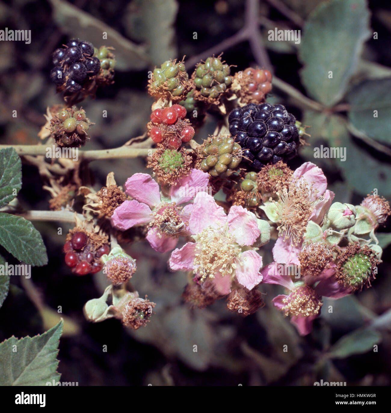 Blackberry and flowers of Blackberry bush (Rubus fruticosus), Rosaceae. Stock Photo