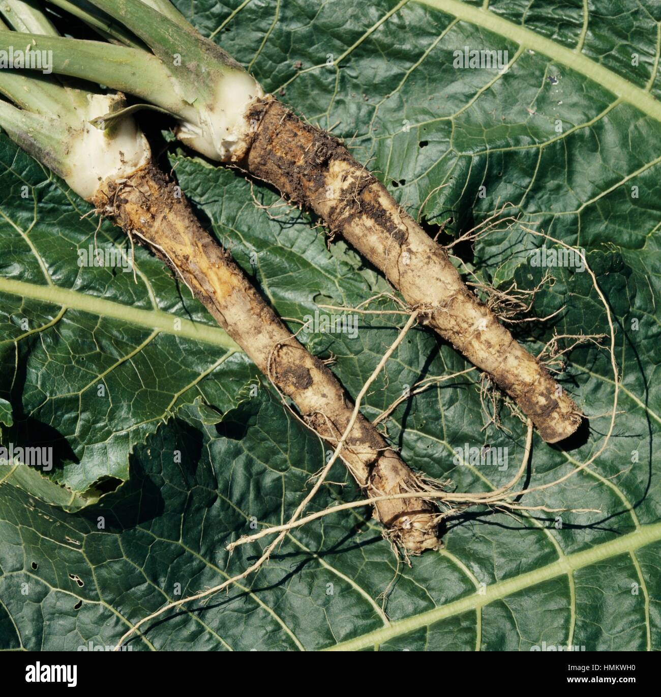 Horseradish roots (Nasturtium armoracia, Lepidium armoracia or Armoracia rusticana), Brassicaceae. Stock Photo