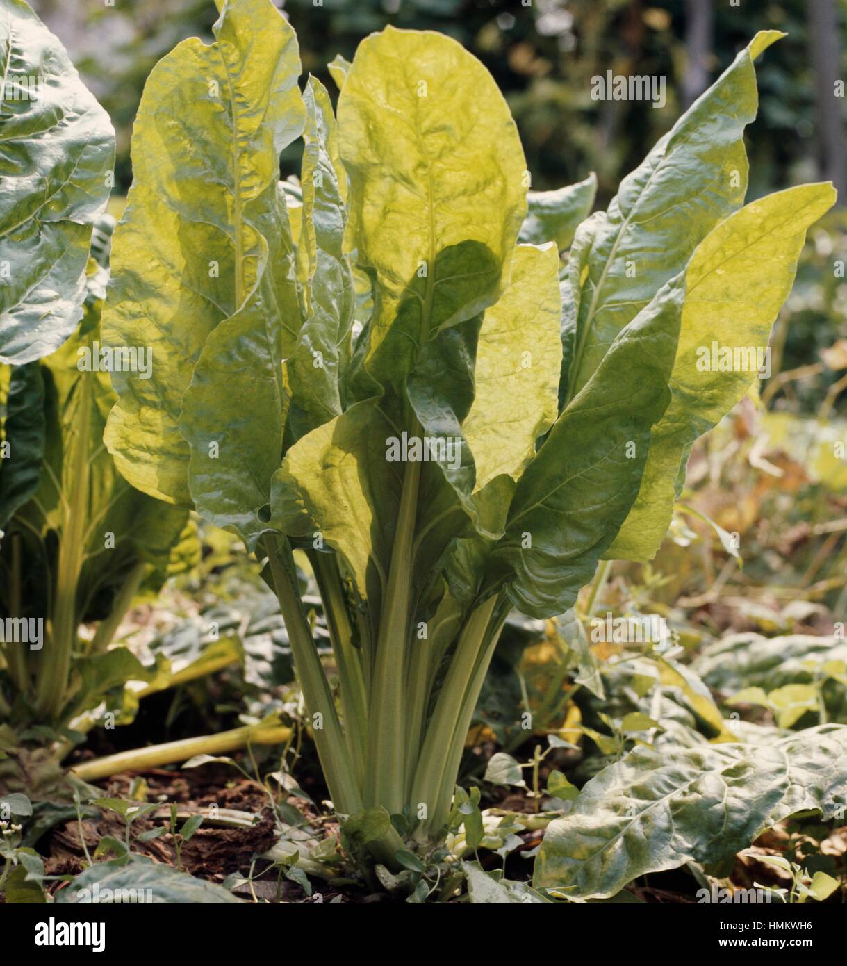 Leaf's Beet or Swiss Chard Beet  (Beta vulgaris cycla), Chenopodiaceae. Stock Photo