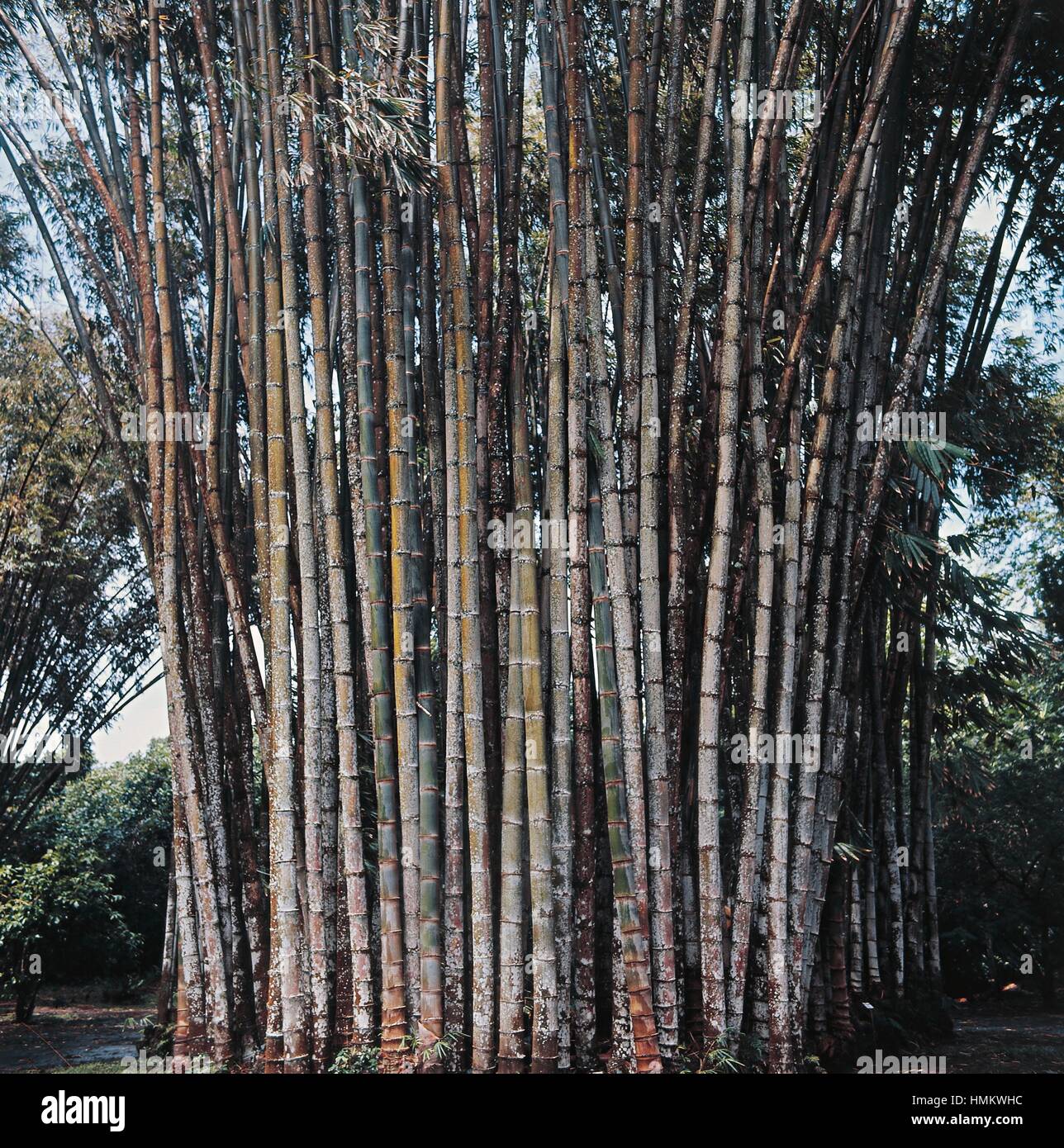 Bamboo (Bambusa sp), Buxaceae. Stock Photo