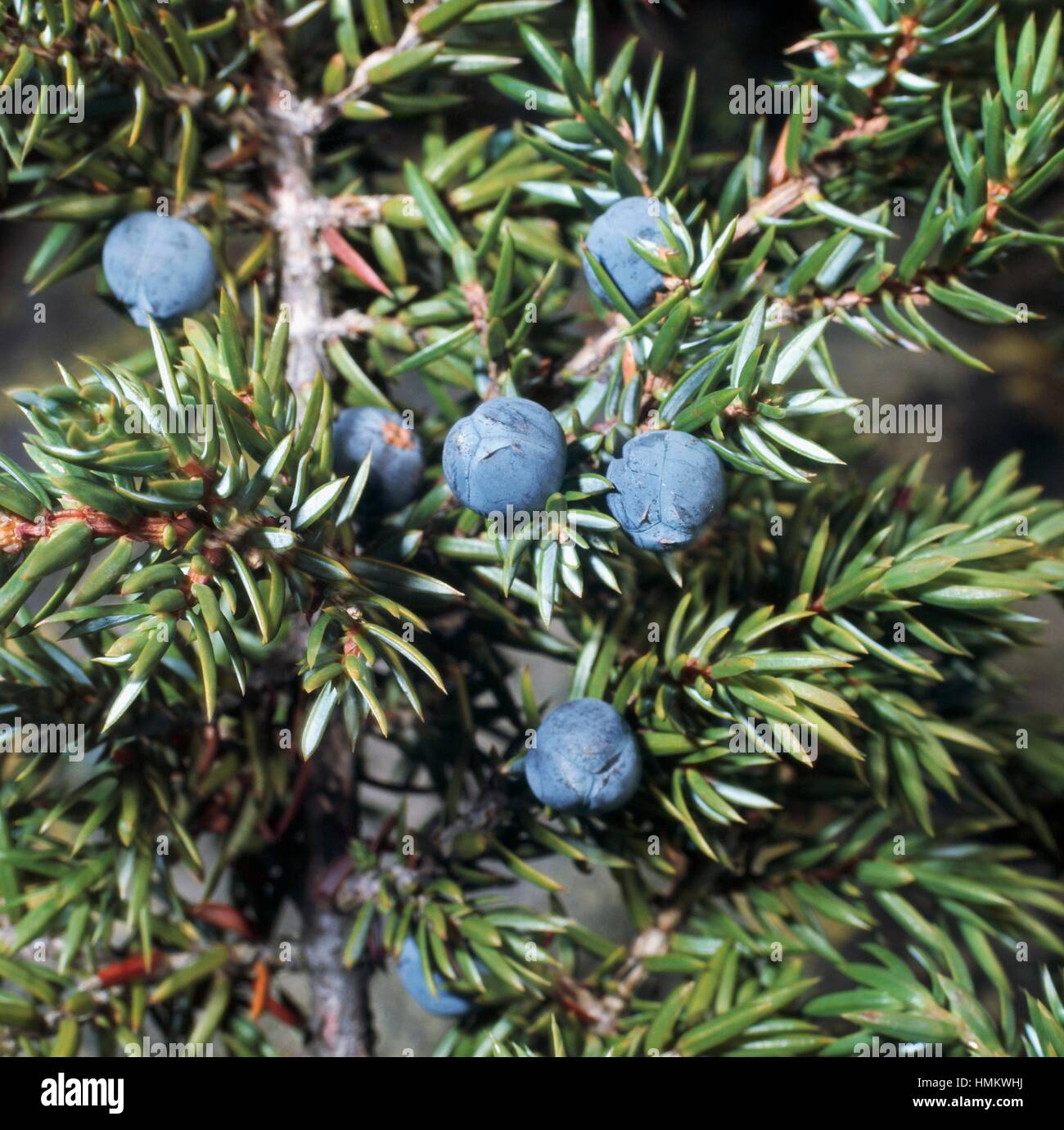 Juniper leaves and berries (Juniperus sp), Cupressaceae. Stock Photo