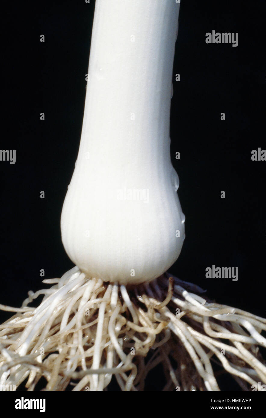 Broadleaf Wild Leek bulb (Allium ampeloprasum), Liliaceae Stock Photo
