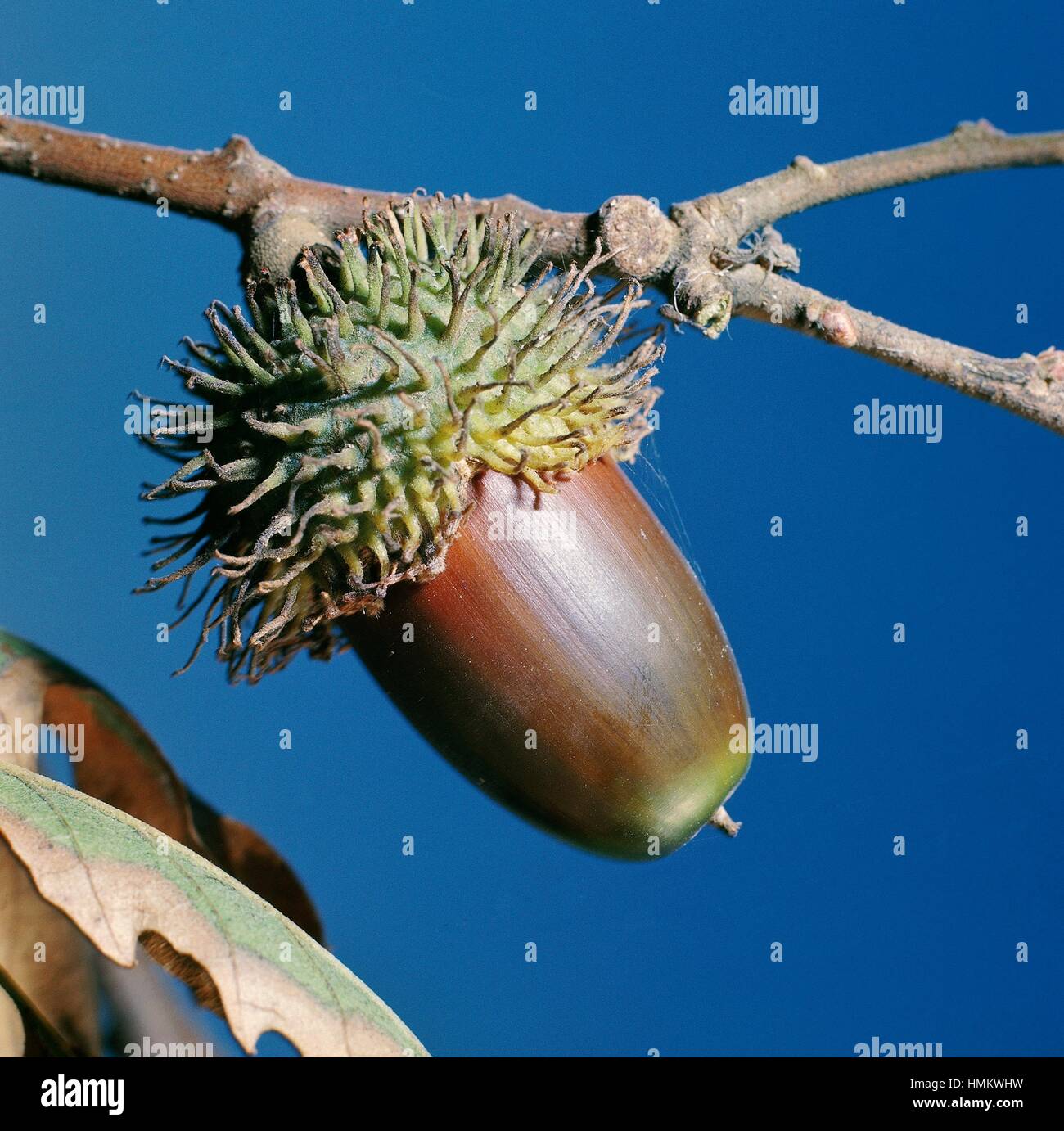 Turkey oak acorn (Quercus cerris), Fagaceae. Stock Photo