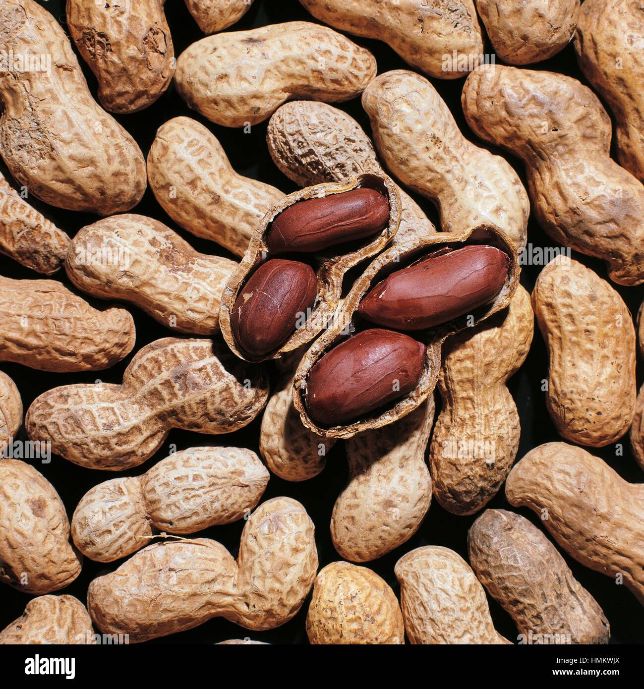 Roasted peanuts with pod (Arachis hypogaea), Fabaceae. Stock Photo