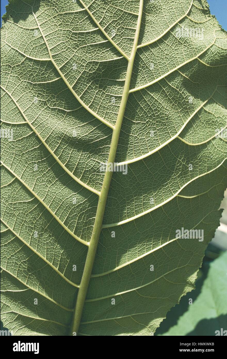 Botany - Gunneraceae - Chilean rhubarb (Gunnera chilensis), close-up of leaf Stock Photo