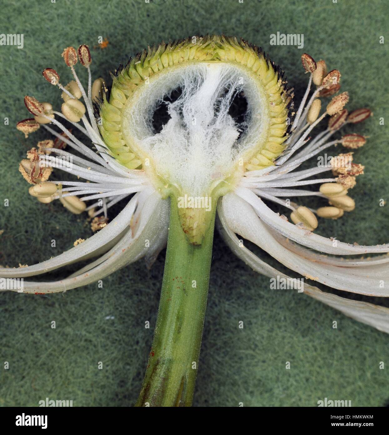 Superior ovary hires stock photography and images Alamy