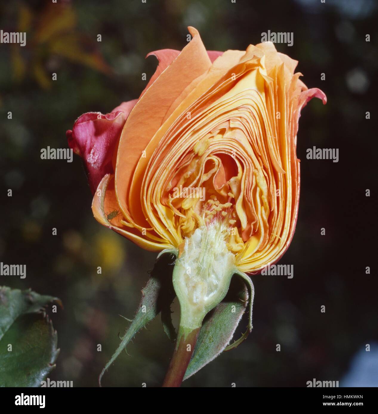 Inferior ovary hires stock photography and images Alamy