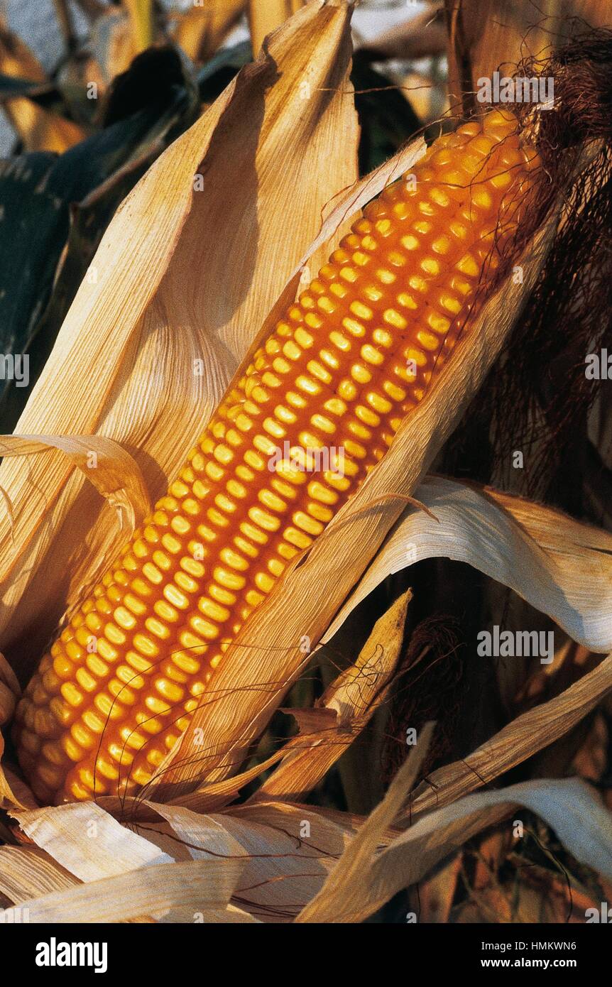 Ear corn zea mays hi-res stock photography and images - Alamy