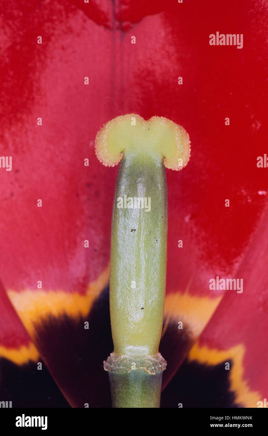 Style with bud, Didier's Tulip (Tulipa gesneriana), Liliaceae. Stock Photo