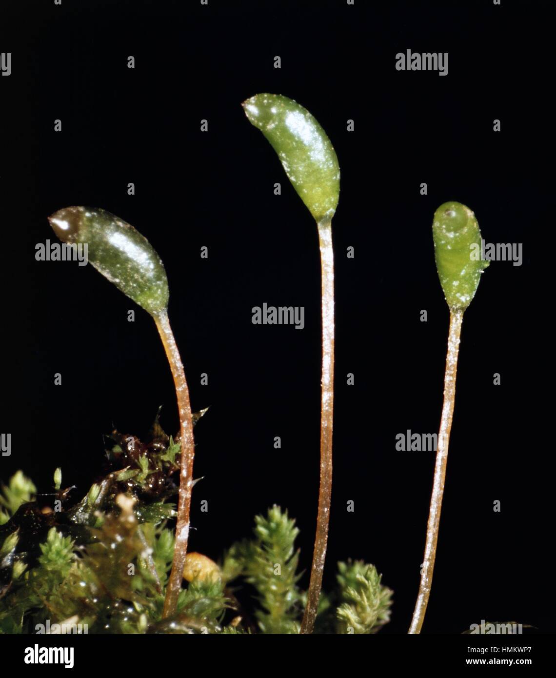 Urns and filaments, Hair Cap Moss (Polytrichum formosum), Polytrichaceae. Stock Photo