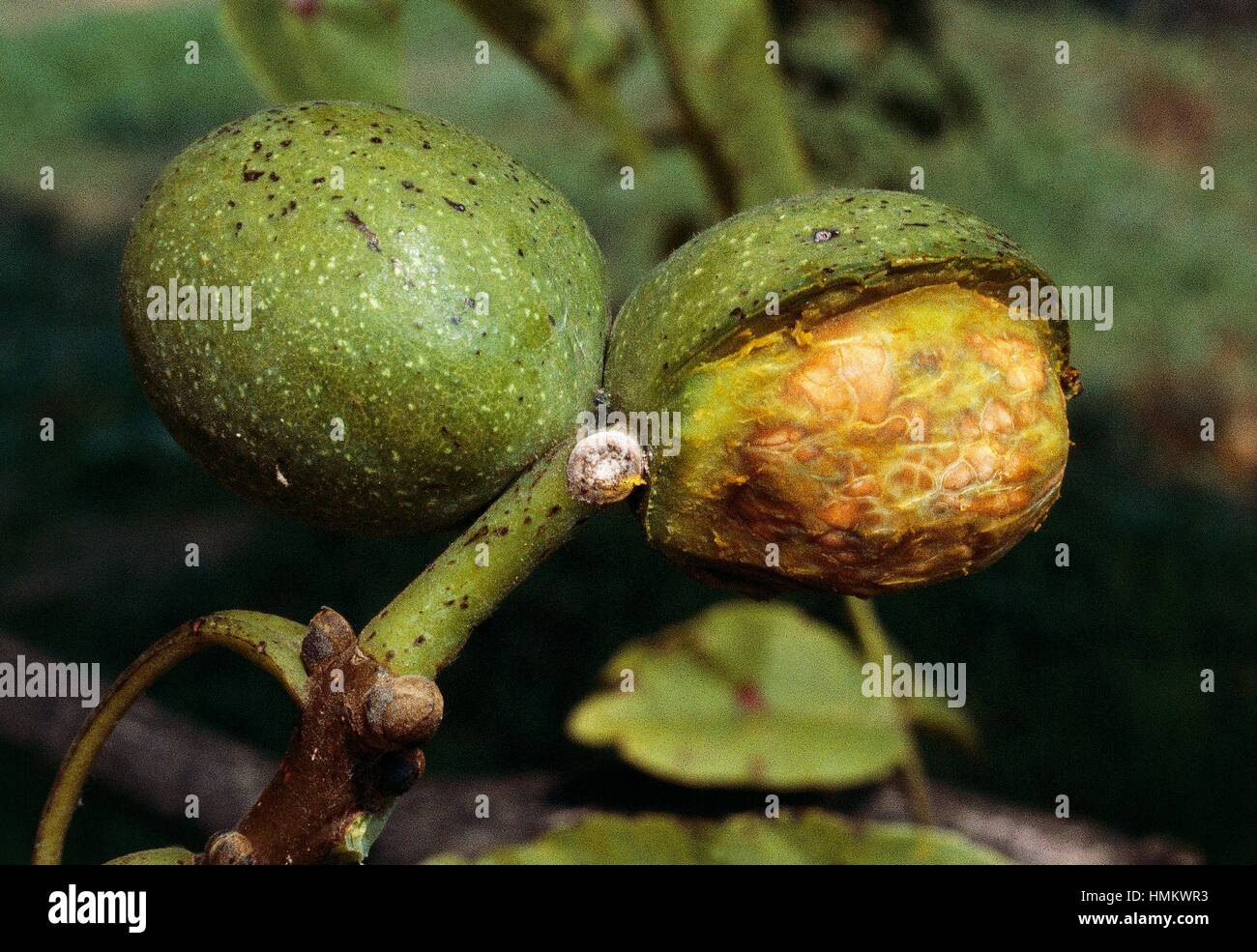 Immature nut of the Walnut fruit or English Walnut (Juglans regia), Juglandaceae. Stock Photo