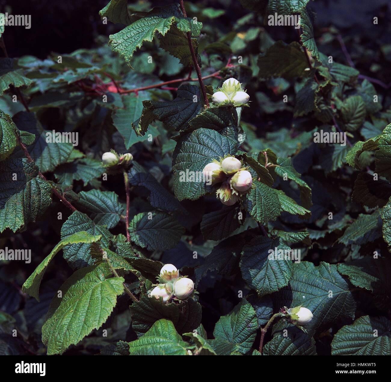 Wild hazel (Corylus avellana), Betulaceae. Stock Photo
