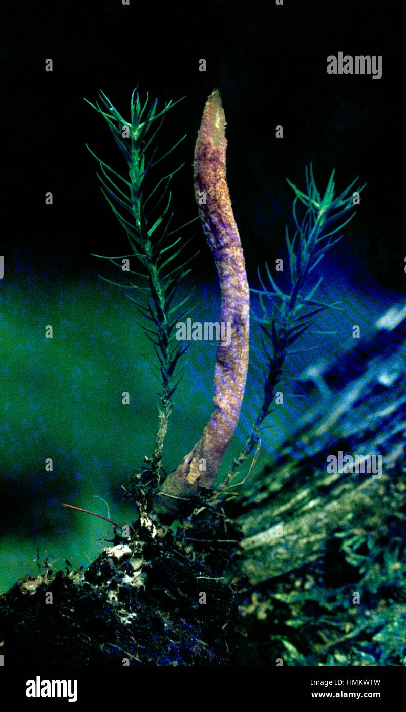 Scarlet Caterpillar Fungus (Cordyceps militaris), Clavicipitaceae Stock