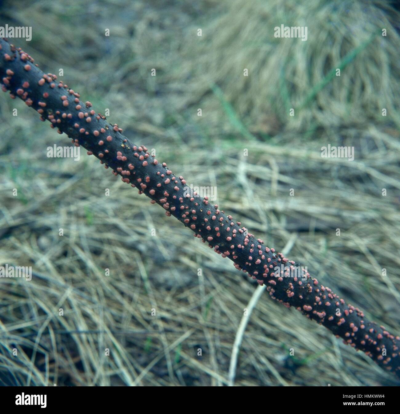Coral Spot (Nectria cinnabarina), Nectriaceae. Stock Photo