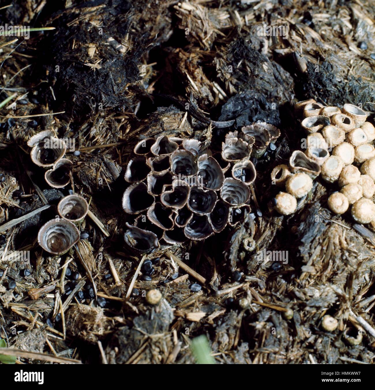 Bird's Nest Fungus (Crucibulum laeve or Crucibulum vulgare), Nidulariacese. Stock Photo