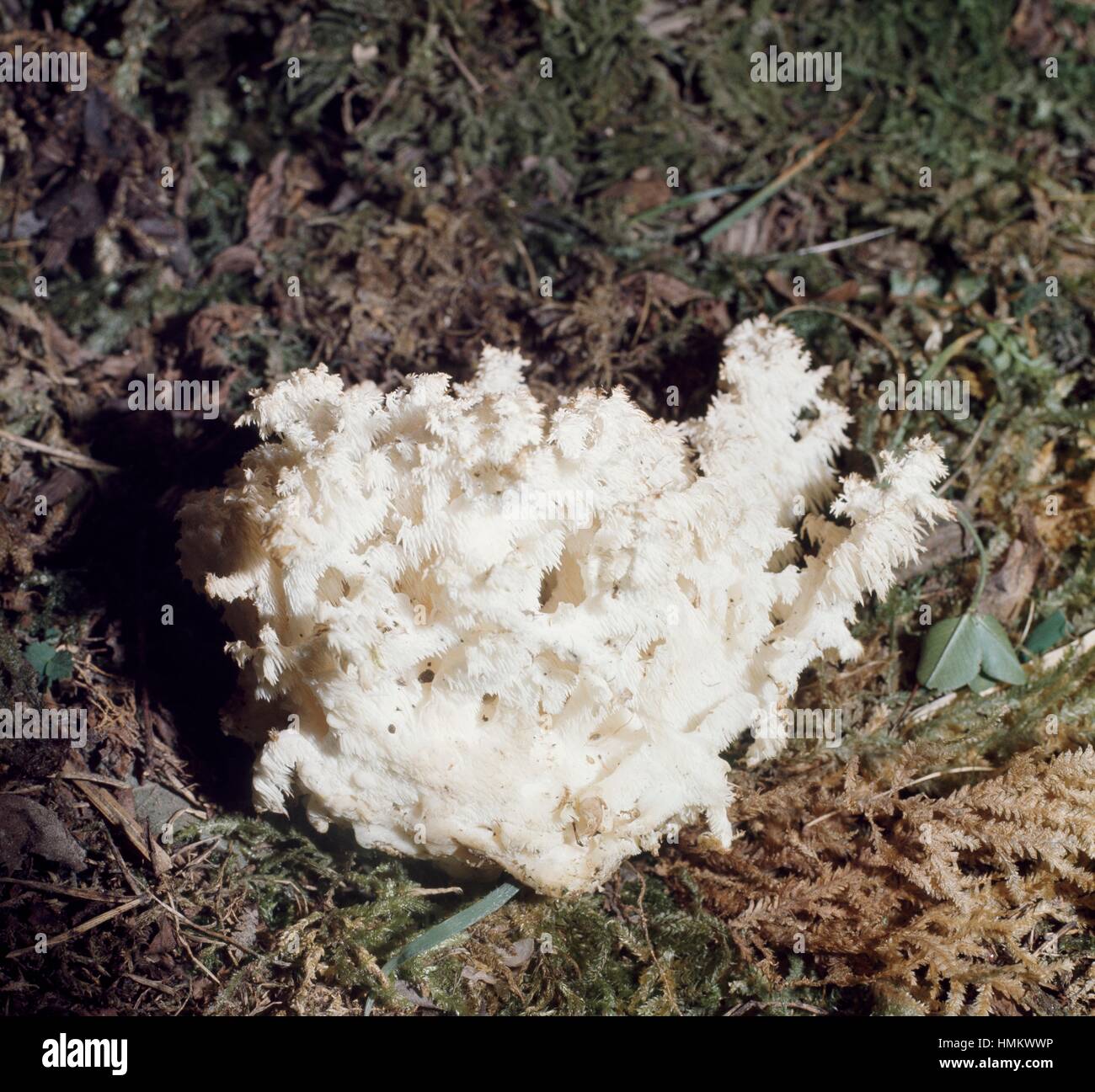 Bears tooth mushroom, Bears head tooth, Comb tooth or Coral tooth (Hericium coralloides), Hericiaceae. Stock Photo
