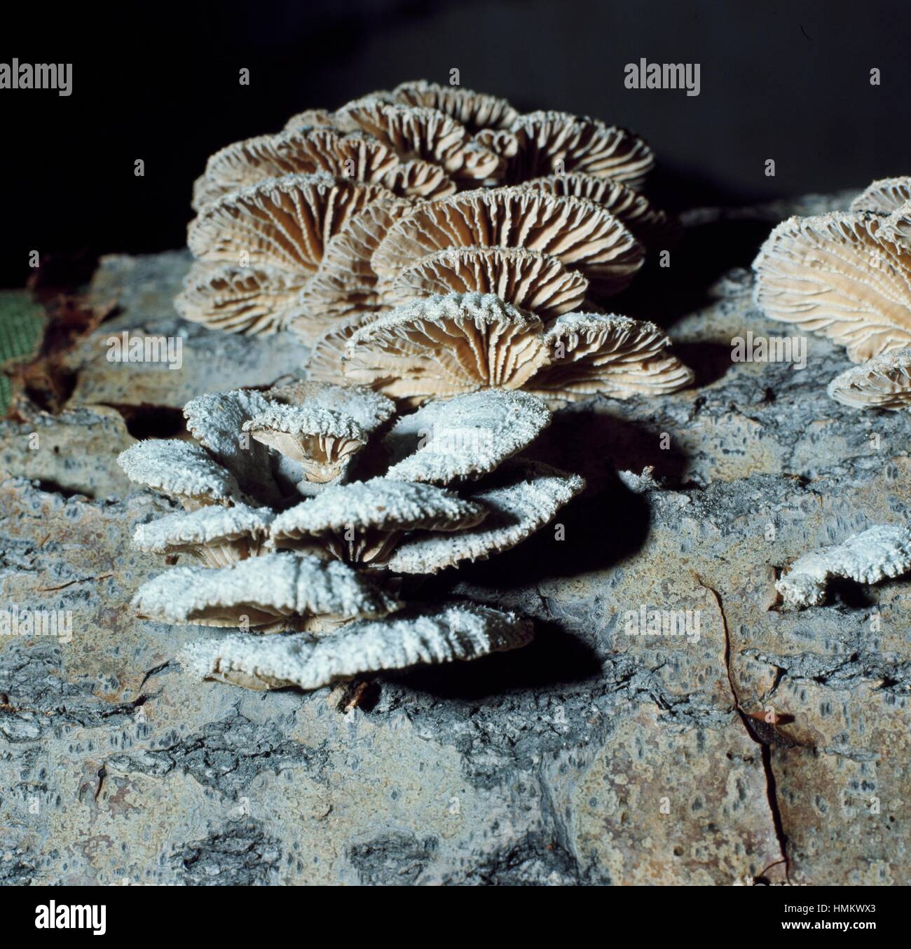 Split Gill (Schizophyllum commune), Schizophyllaceae. Stock Photo