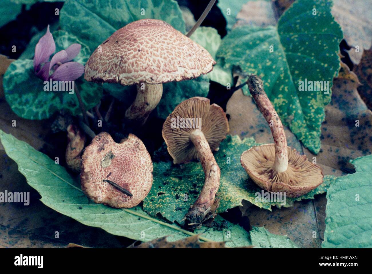 Dappled Webcap (Cortinarius bolaris), Cortinariaceae. Stock Photo