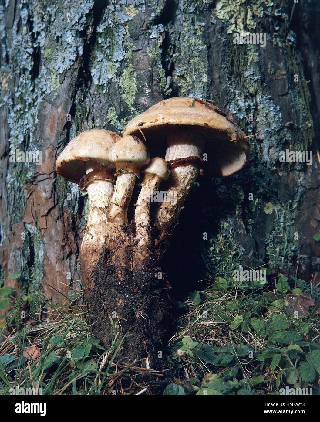 Examples of Rooting Poisonpie (Hebeloma radicosum, Pholiota Radicosa or Myxocybe Radicosa), Cortinariaceae. Stock Photo