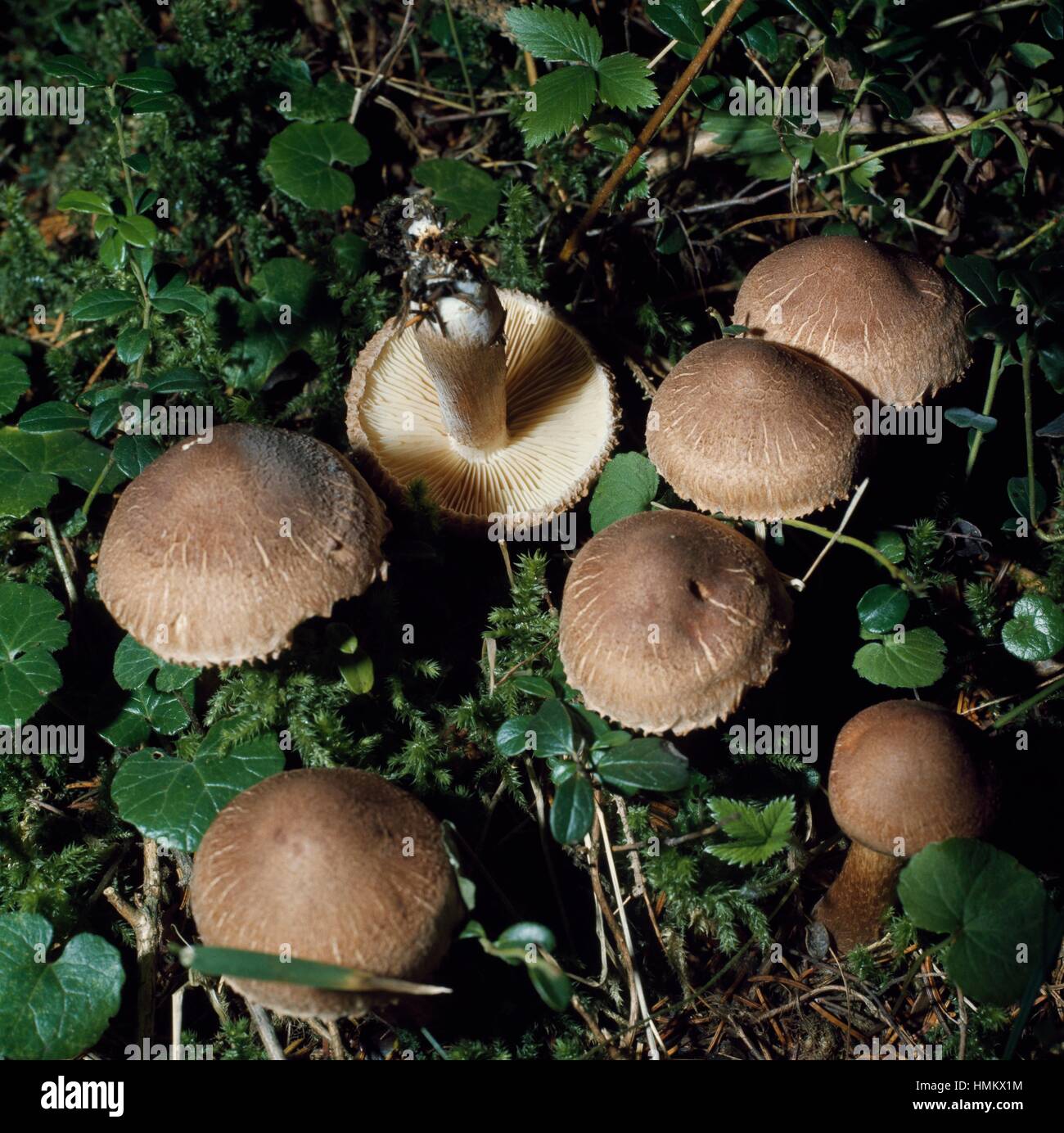 Matt knight-cap (Tricholoma imbricatum), Tricholomataceae. Stock Photo