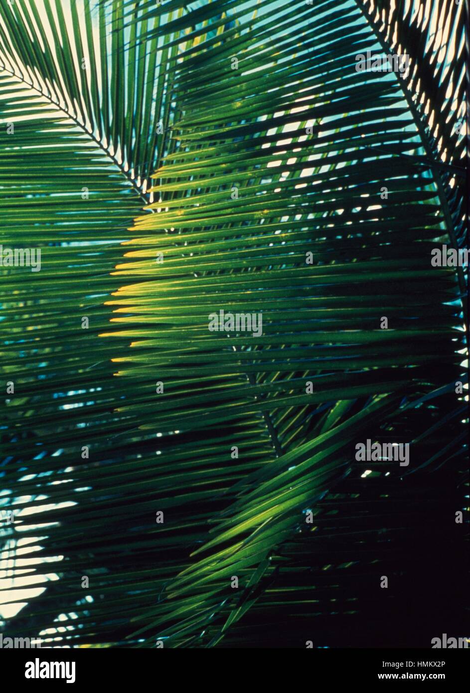 Palm leaves a frame hi-res stock photography and images - Alamy