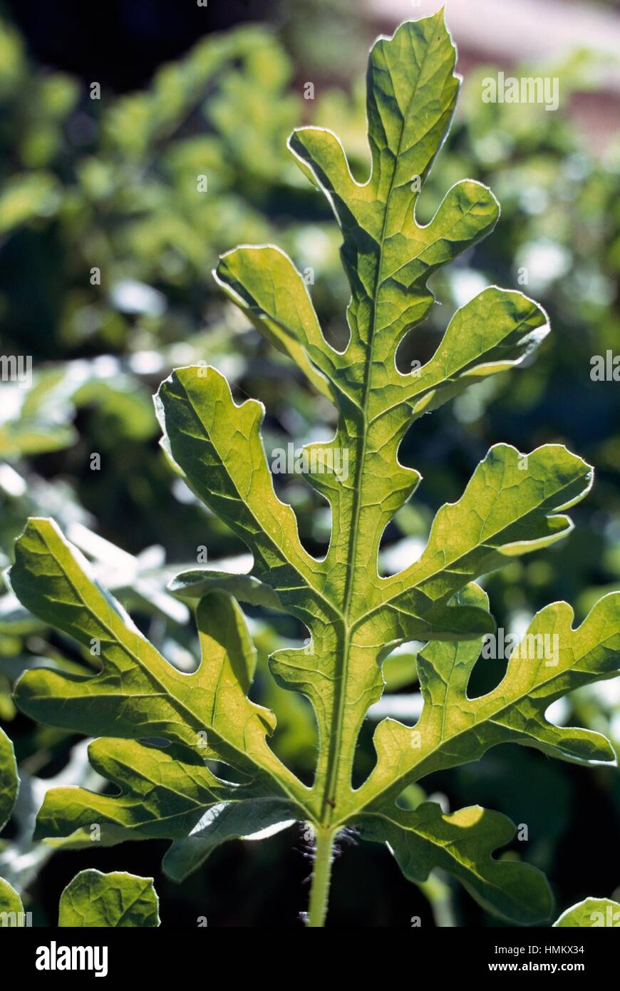 Lobed leaf. Stock Photo
