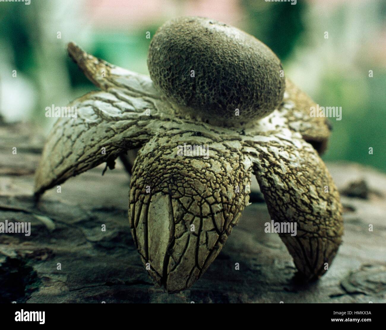 Hygroscopic earthstar, Barometer earthstar, or False earthstar (Astraeus hygrometricus