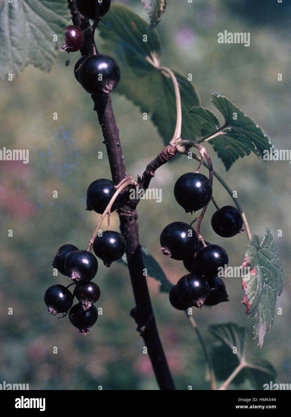 Blackcurrants (Ribes nigrum), Grossulariaceae. Stock Photo