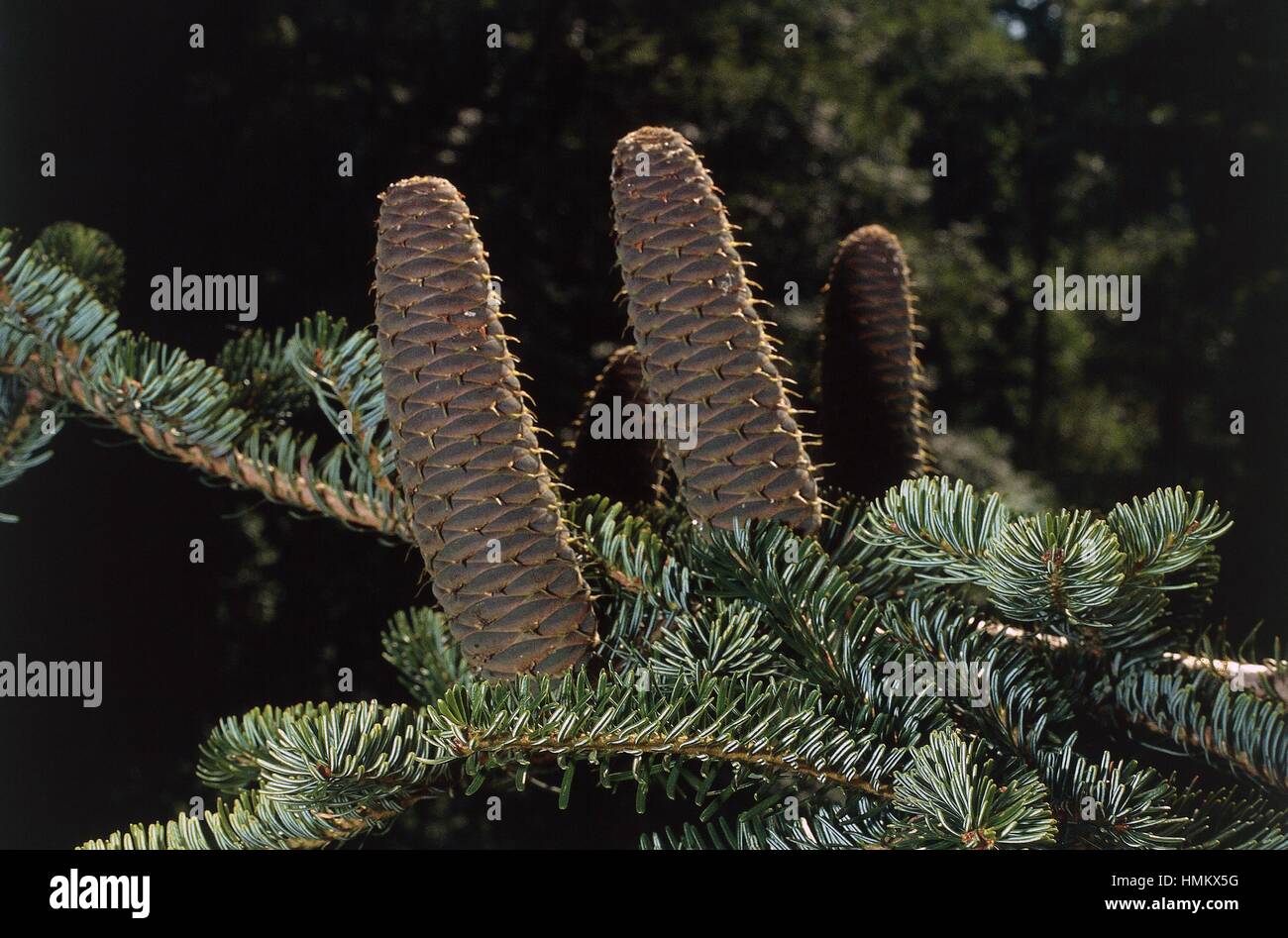Silver Fir or European Silver Fir branch with cones (Abies alba), Pinaceae. Stock Photo