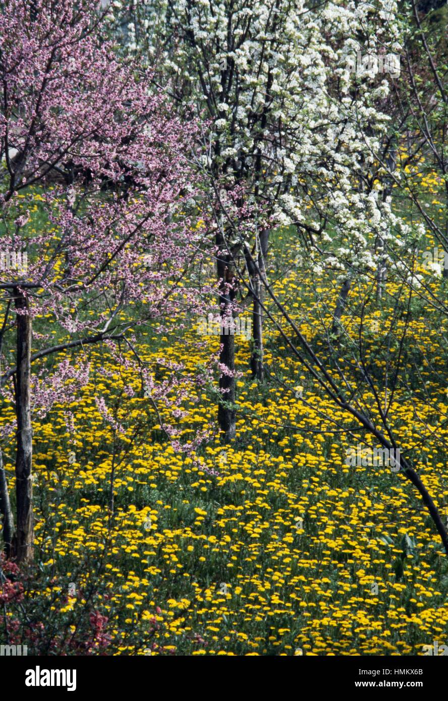 Trees and meadows in bloom in spring Stock Photo Alamy