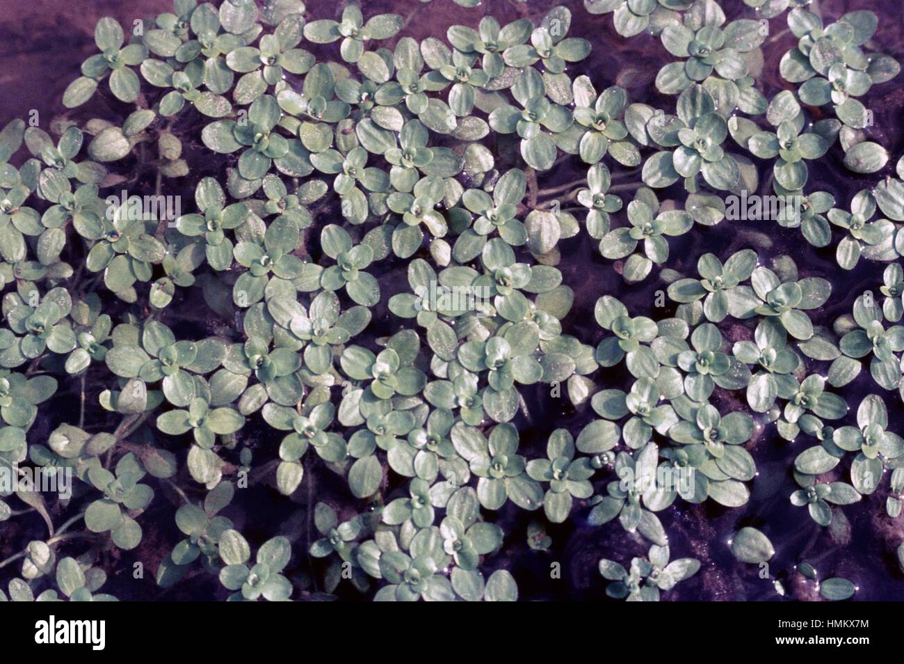Common Water Starwort (Callitriche stagnalis), Plantaginaceae. Stock Photo