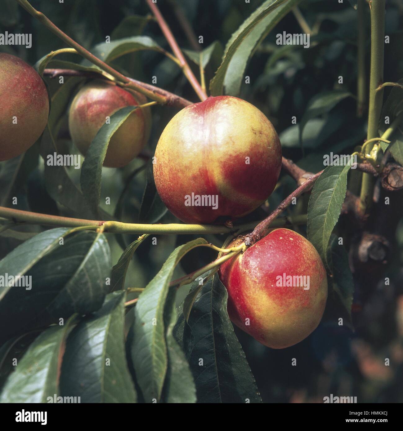 Botany - Rosaceae - Peach (Prunus persica), nectarine variety called 'Noce', close-up of fruit Stock Photo