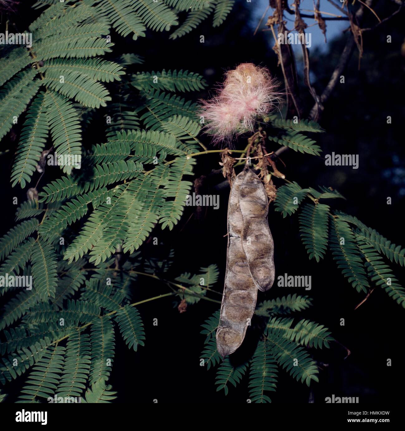 Persian Silk Tree leaves and fruit (Albizia julibrissin), Fabaceae-Lehuminosae-Mimosoideae. Stock Photo