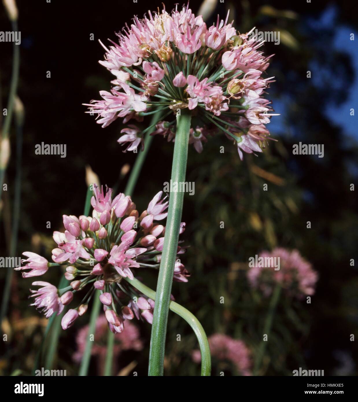 Garlic inflorescences (Allium sp), Liliaceae or Amaryllidaceae. Stock Photo